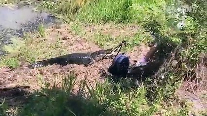 Animal Encounters But They Get Crazier