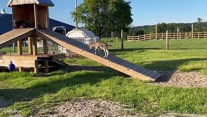 Funniest ANIMALS Videos 2024 That Will Make You Laugh To Tear