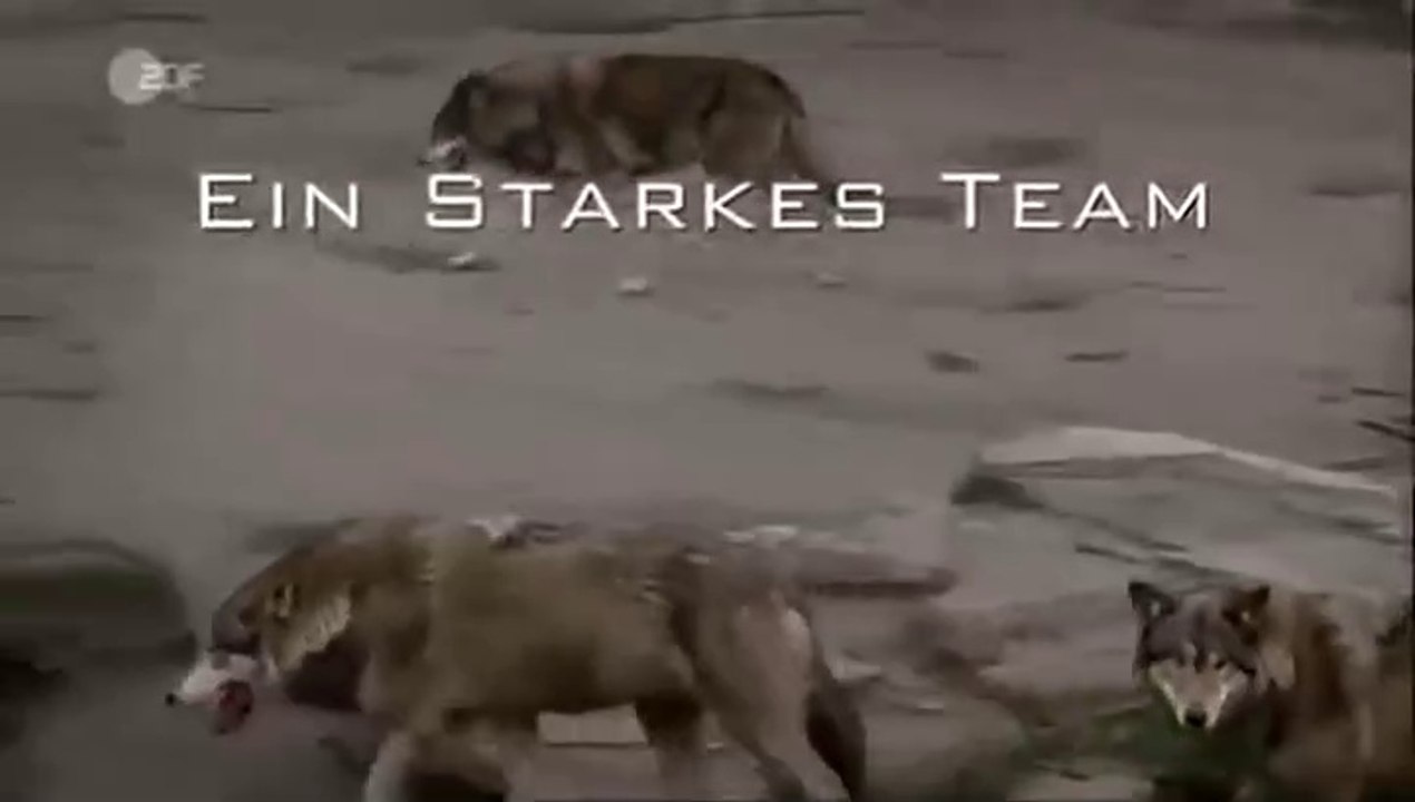 Ein starkes Team -37- Unter Wölfen