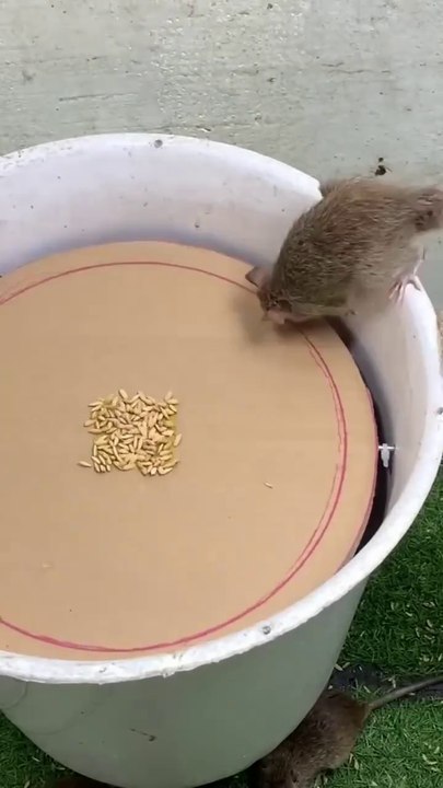 Easy rat traps