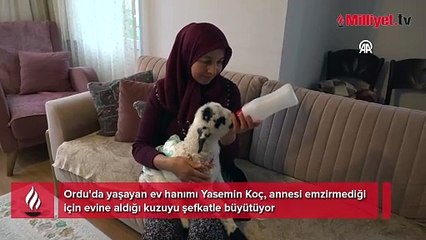Kıyafet giydiriyor, süslüyor, bez takıyor! Evde kuzuyu gören inanamıyor