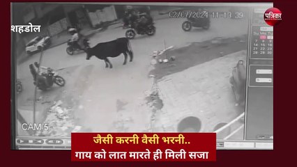 गाय को लात मारने पर तुरंत मिली सजा, देखें वीडियो