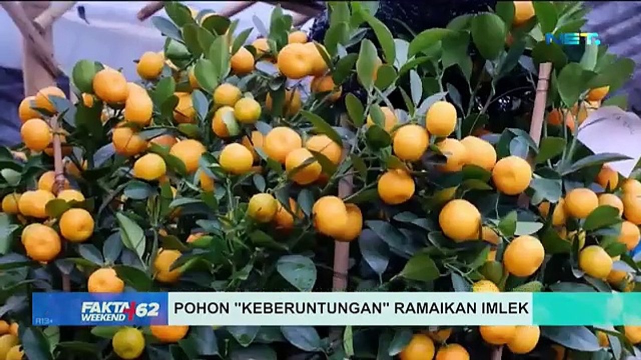 Jeruk Kimkim, Pohon "Keberuntungan" Ramaikan Imlek - Fakta+62