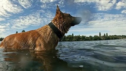 dog Jumping in water