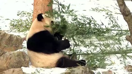 زوج من دببة الباندا في حديقة حيوانات في واشنطن