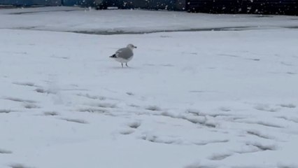 Snowstorm creates perfect setting for seagull’s playful winter adventure