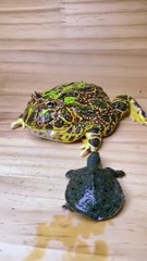 'Pac-man frog vs cat  '#cat#pet#hornedfrog#pacmanfrog#hairlesscat#rarefrog#colorfulfrog#froglove#frogfun#viralfrog#cutefrog#catlover#froglover#funnycat#funnyfrog#froglife#catlife#rarecat#uniqueanima