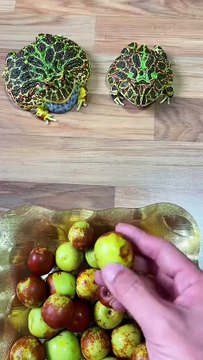 'frog '#catsofinstagram#catstagram#catlover#cats#catlife#kitty#instacat#meow#cutecats#catlovers#catsofworld#catsagram#cats_of_instagram#lovecats#kittens#kitten#catsoftheday#catlove#catdaily#caturday