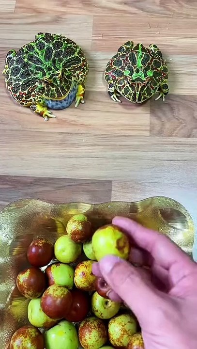 'frog   '#catsofinstagram#catstagram#catlover#cats#catlife#kitty#instacat#meow#cutecats#catlovers#catsofworld#catsagram#cats_of_instagram#lovecats#kittens#kitten#catsoftheday#catlove#catdaily#caturday