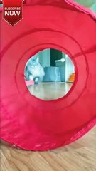 Wait wait Wait😂😂😂😂😂😂😂😂😂😂🤣🤣🤣🤣🤣🤣🤣😂😂😂😂🤣🐈🐈🐈#shorts