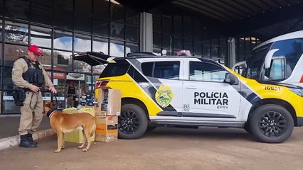 Cães farejadores localizam carga de cigarros contrabandeados em Cascavel