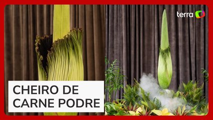 Milhares fazem fila para ver raro desabrochar de ‘flor-cadáver’ na Austrália