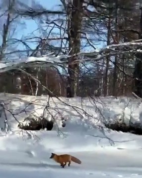 Ce renard vient voler le poisson d'un pêcheur