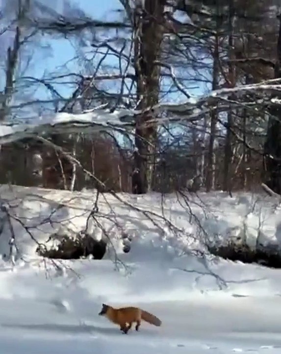 Ce renard vient voler le poisson d'un pêcheur