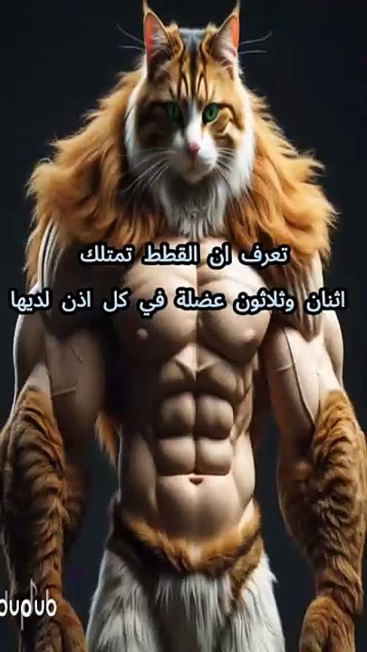 #القطط