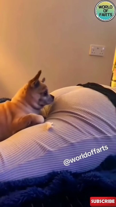 Dogs vs Farts_ Epic Reactions Caught on Camera_ 🐕💨 _funny _fart _comedy