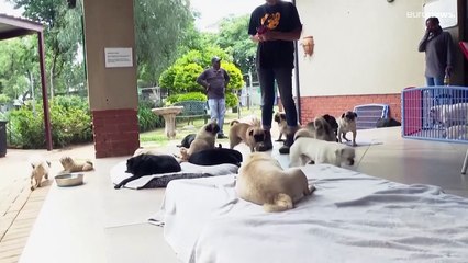 مركز "باغ" في جنوب أفريقيا ينقذ مئات الكلاب وسط تحديات طبية ومالية