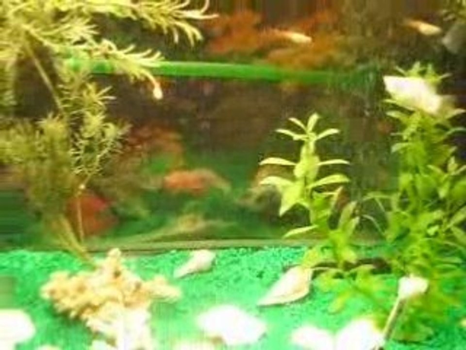 Mon aquarium d'eau douce
