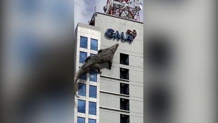 Lolong: Bayani ng Bayan: Daks is back!