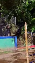 Video: Policías trepan mallas en busca de sospechoso de asesinar a mujer en Heredia