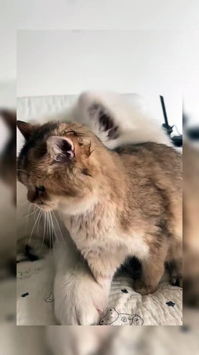 Cat and dog friendship