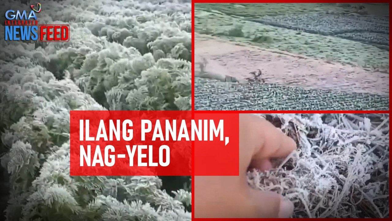 Ilang pananim, nag-yelo | GMA Integrated Newsfeed