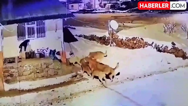 Görüntü Türkiye'den! Köpeğinin bağrışlarına uyandı, gördükleri karşısında hayrete düştü