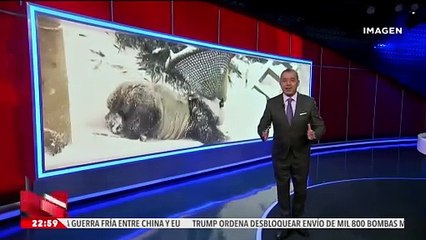 Panda gigante derrite de ternura a los visitantes de un zoológico en China