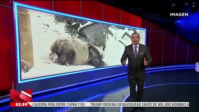 Panda gigante derrite de ternura a los visitantes de un zoológico en China