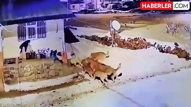 Görüntü Türkiye'den! Köpeğinin bağrışlarına uyandı, gördükleri karşısında hayrete düştü