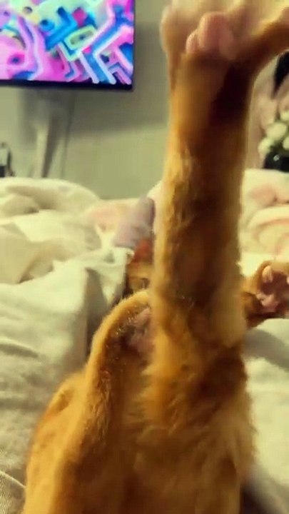 Orange cat unlocks a new Juno pose  'Orange cats are a different breed.I am obsessed with him.
