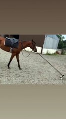 It doesn't matter the size, as long as you have the courage, a horse can become a toy