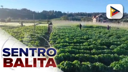 Ilang taniman sa Benguet, apektado na ng Andap o Frost