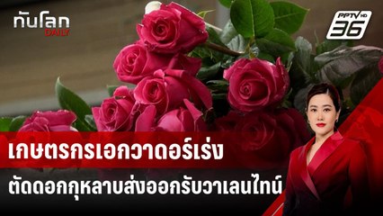เกษตรกรเอกวาดอร์เร่งตัดดอกกุหลาบส่งออกรับวาเลนไทน์ | ทันโลก DAILY | 27 ม.ค. 68