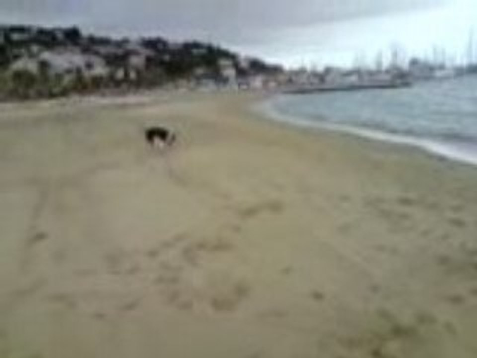 Zeus at the beach