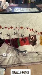 __Long jump high jump__ #cat #lover #funny #cute #star_14672