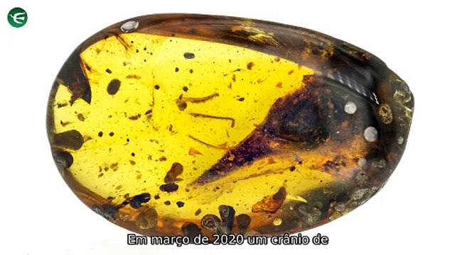 Pequenos segredos e grandes sobrevivências: A incrível jornada do menor dinossauro, o mistério das horas e emoções do Holocausto. - Explore fatos curiosos e histórias emocionantes em um único vídeo.