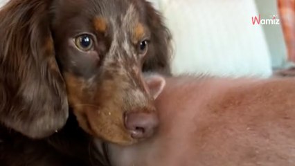 Ce chien a un meilleur ami pas comme les autres : 1,3M de personnes se figent devant cette scène très rare (vidéo)