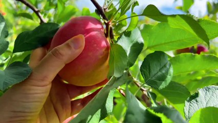 Phonics Song 2 with TWO Words in 3D - A For Airplane - ABC Alphabet Songs & Sounds 008