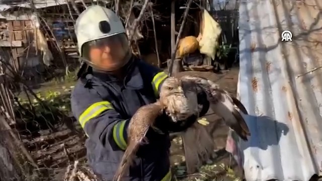 Tavuk kümesinde mahsur kalan doğanı itfaiye ekipleri kurtardı