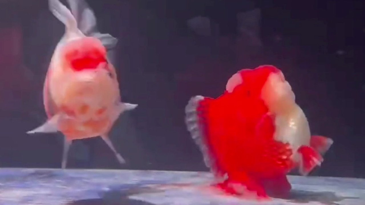 Fisch zeigt ungewöhnliches Verhalten und scheint aufrecht zu „laufen'