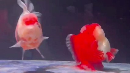 Fisch zeigt ungewöhnliches Verhalten und scheint aufrecht zu „laufen"