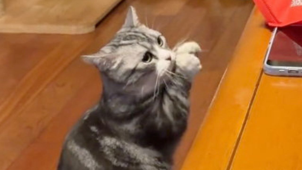 Clevere Katze ahmt den traditionellen Neujahrsgruß ihres Besitzers nach