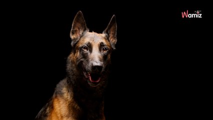 Picardie : grâce à son incroyable flair, le chien des gendarmes retrouve une personne âgée en détresse