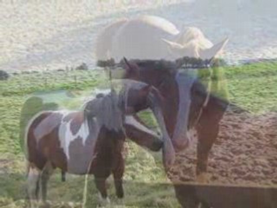 Video pour Equi Pages