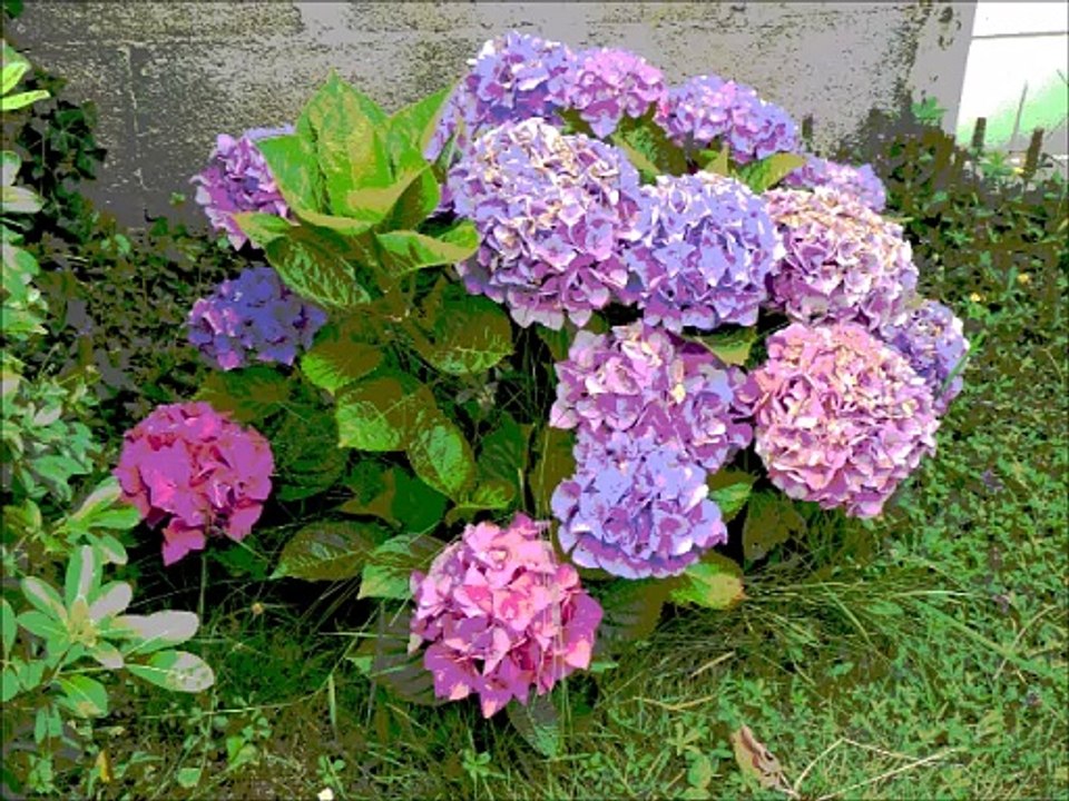 Hortensias (montage artistique)