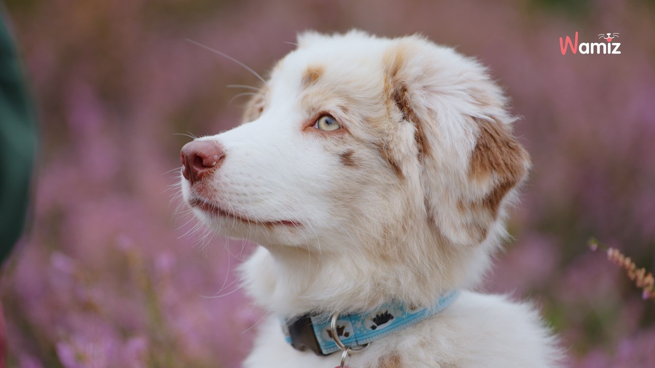Chiens préférés des Français en 2024 : voici les grands gagnants ….