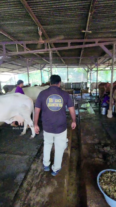 cowfarm 4
