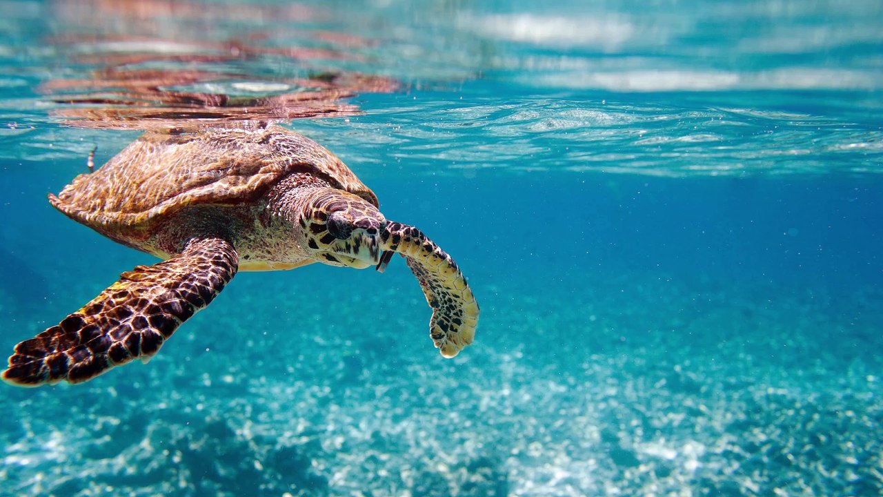 Hidden Gems and Tropical Beauty: Exploring Seychelles’ Crystal Waters and White Sands