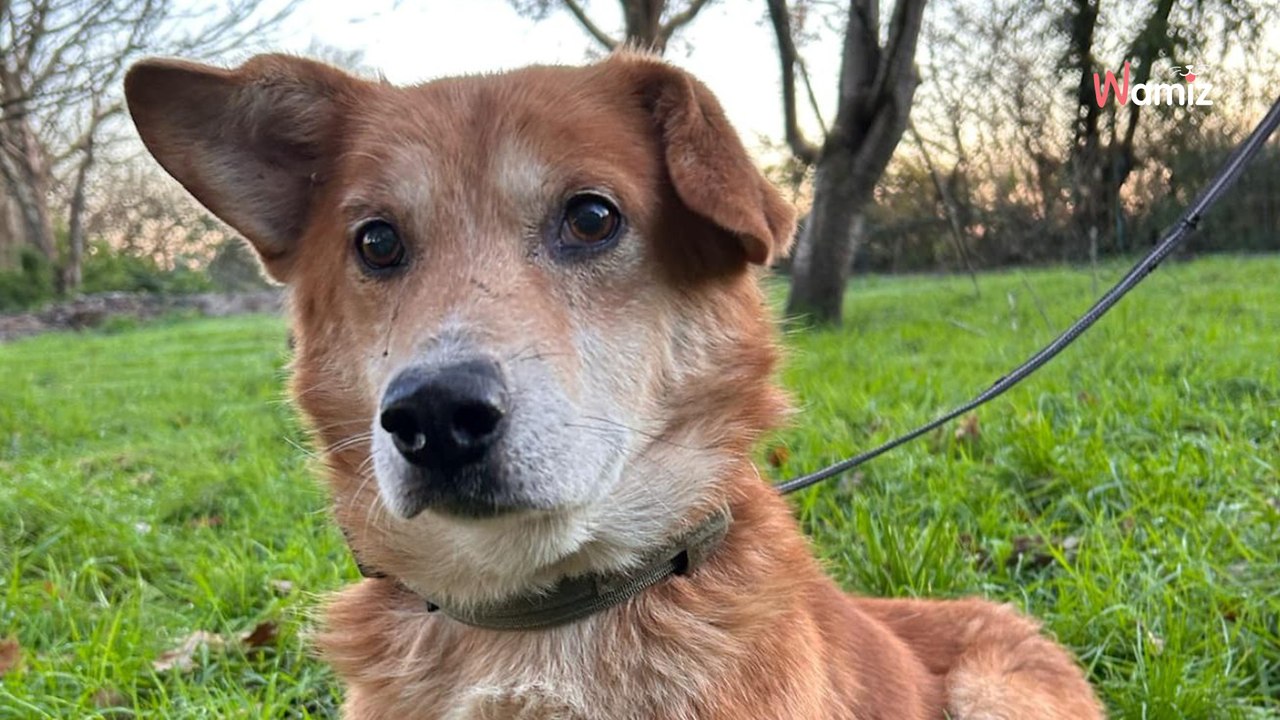 Après 10 ans d'une vie d'errance en Roumanie, ce petit chien plein de vie espère trouver un véritable foyer en France